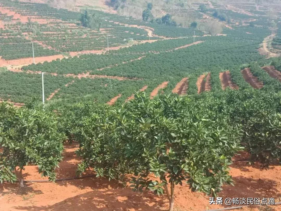 天气预报：今天大暑，晴天有什么预兆？看看老祖宗总结的农谚俗语