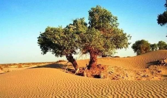国内最美的旅游景点有哪些,中国最美的旅游地方排行榜(附季节表)(图8) 图片