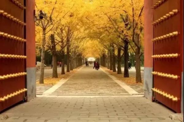 2021北京红叶观赏指南！20处最美赏秋地，什么时候看、怎么看，这里统统有！
