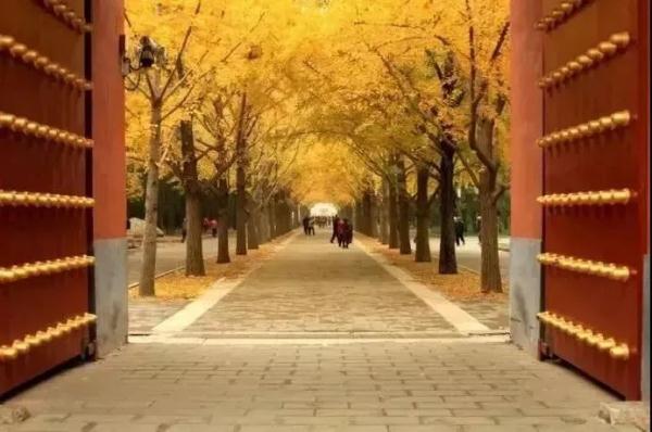 2021北京红叶观赏指南！20处最美赏秋地，什么时候看、怎么看，这里统统有！