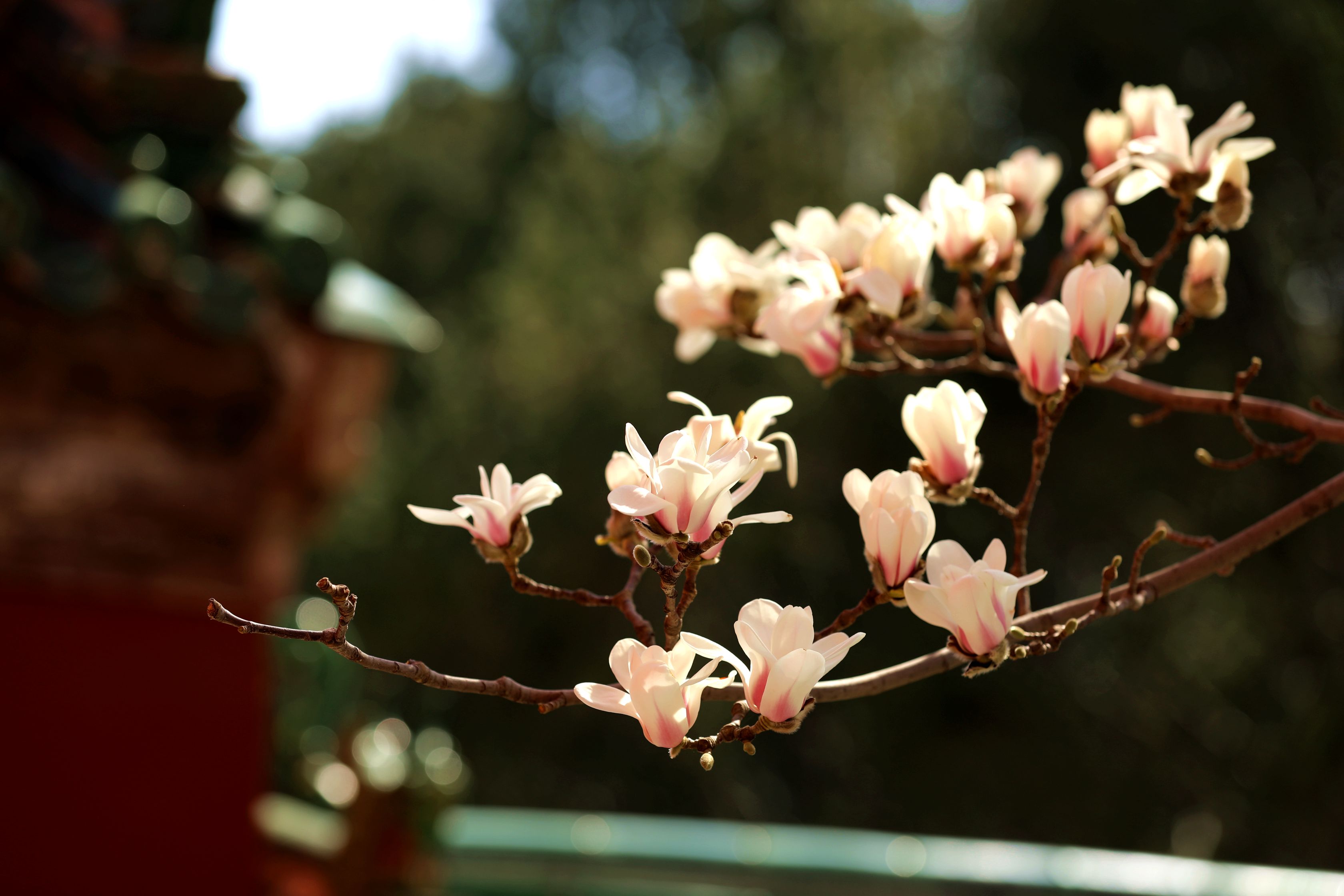 花开清明，春意倾城，北京市属公园推出30处清明节赏花踏青场所