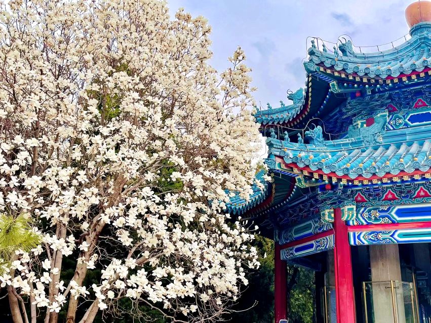花开清明，春意倾城，北京市属公园推出30处清明节赏花踏青场所