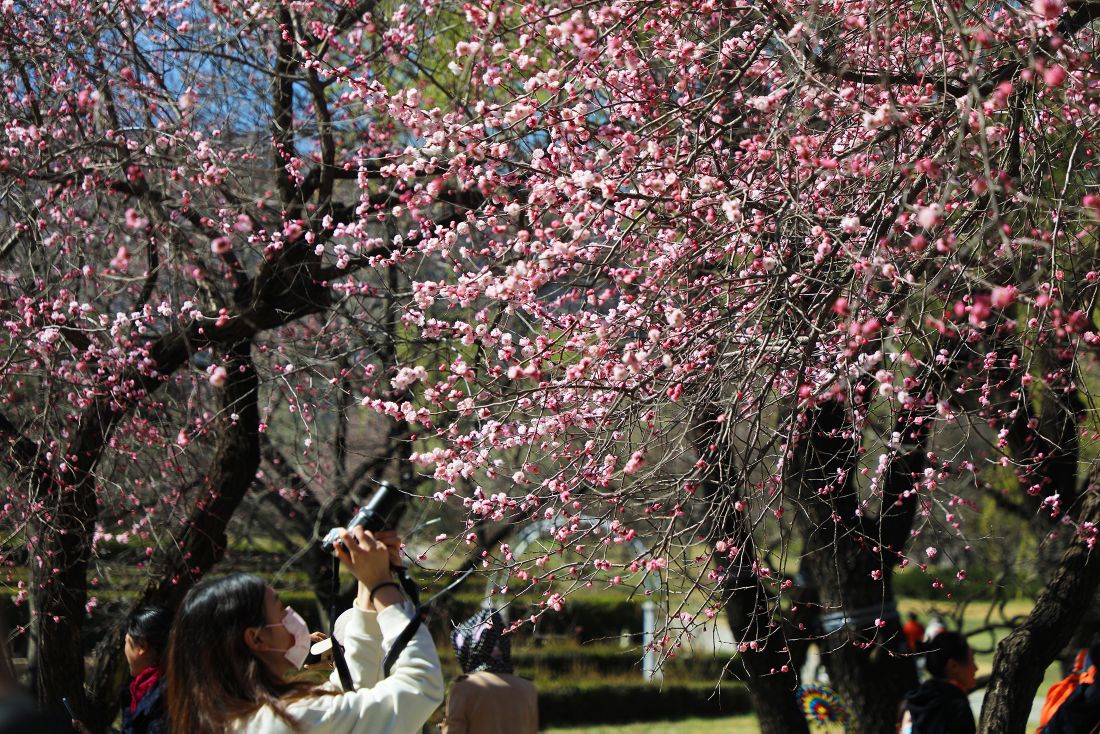 花开清明，春意倾城，北京市属公园推出30处清明节赏花踏青场所