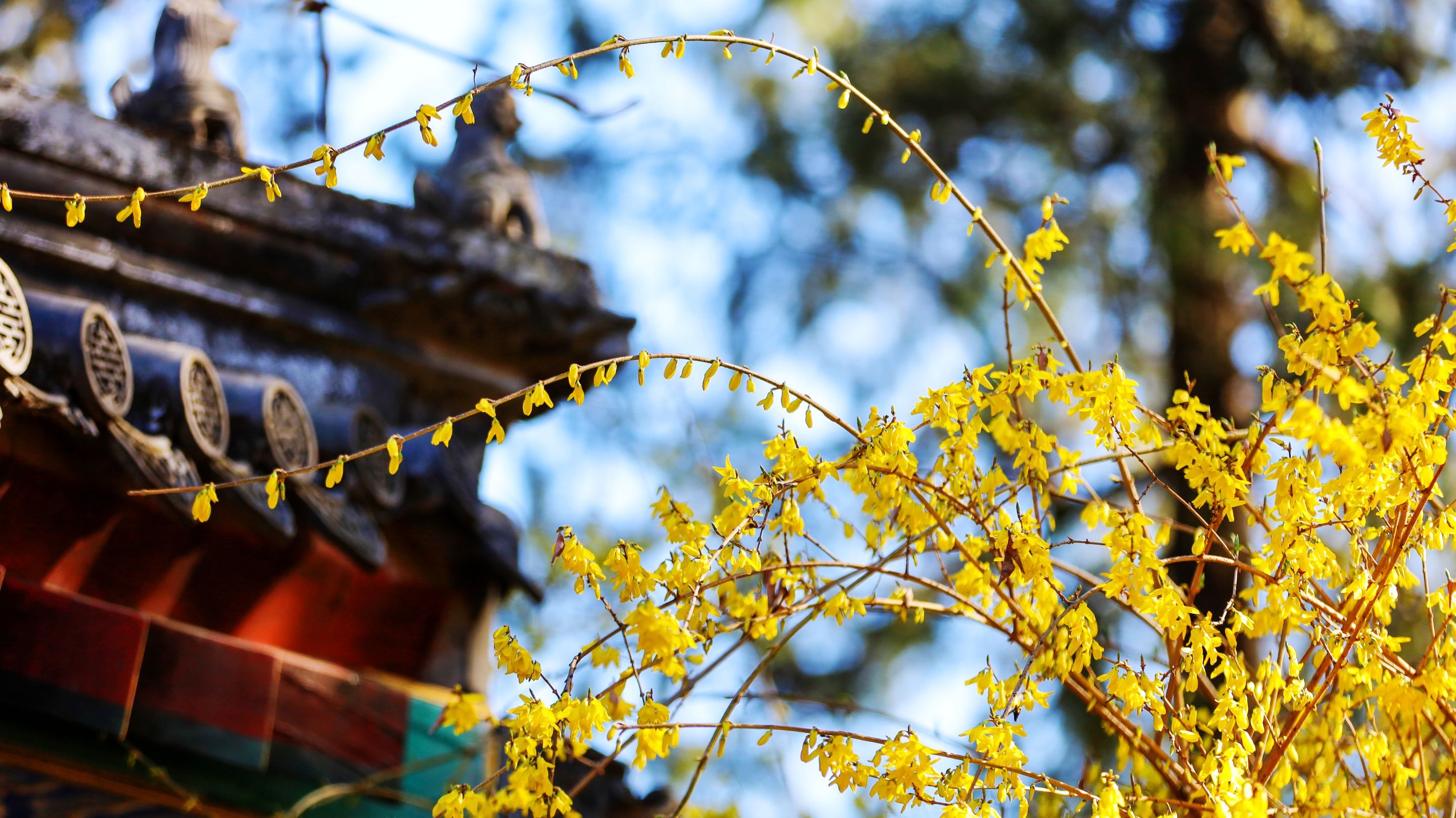 花开清明，春意倾城，北京市属公园推出30处清明节赏花踏青场所