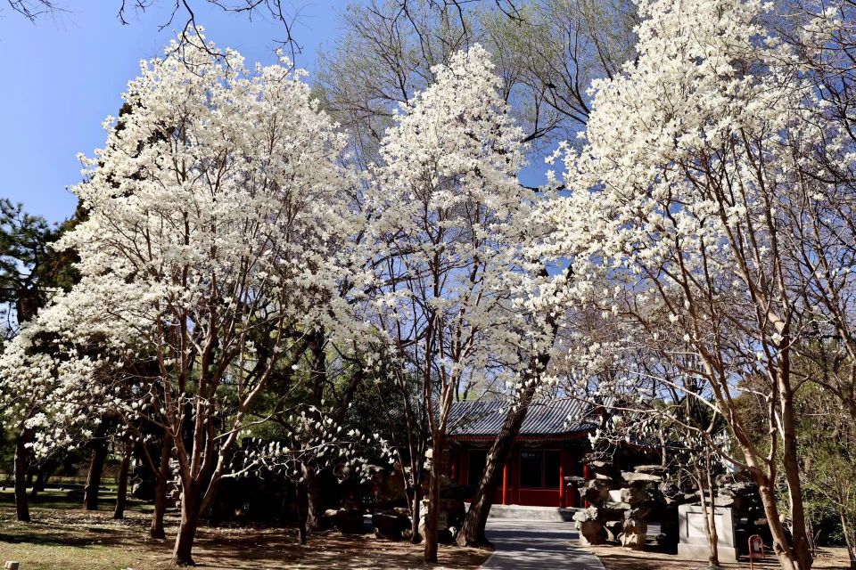 花开清明，春意倾城，北京市属公园推出30处清明节赏花踏青场所