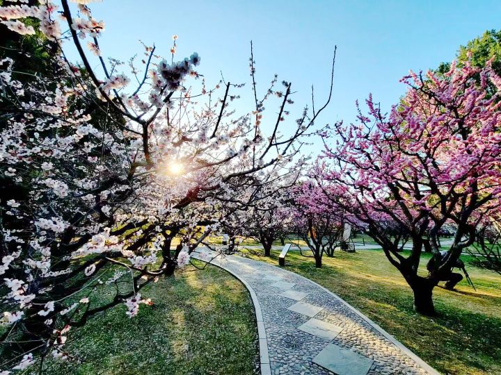 花开清明，春意倾城，北京市属公园推出30处清明节赏花踏青场所