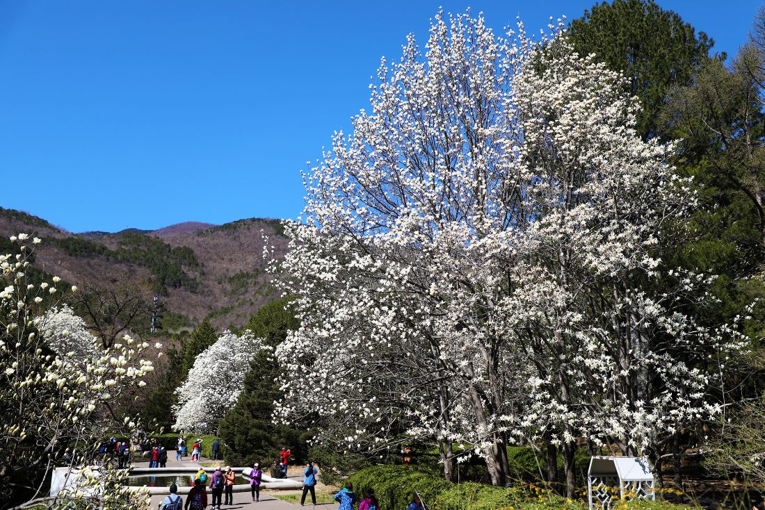 花开清明，春意倾城，北京市属公园推出30处清明节赏花踏青场所